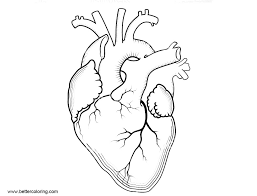 Heart anatomy coloring pages and printable and free to download. Printable Human Heart Coloring Pages Novocom Top