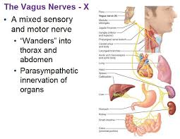 Peripheral Nervous System Cranial Nerves Vagus Nerve Nerve Anatomy Peripheral Nervous System