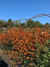 Image result for Pyracantha