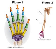 The upper arm bone that extends from the shoulder to the elbow is called the humerus. Hand Wrist And Arm Bones Quiz For Anatomy