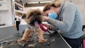 En cas d'alerte enlèvement, l'alerte par sms pour diffuser massivement l'information permet d'augmenter les chances d'une issue positive. Dans L Yonne Le Toilettage Des Chiens Se Fait Dans Le Camion De Roxane A Leur Domicile