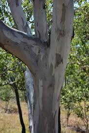Image result for Eucalyptus tereticornis