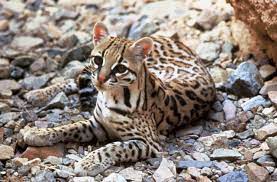 Entre el descubrimiento y subsiguientes operaciones, los nombres. Kinderweltreise Ç€ Paraguay Tiere Pflanzen