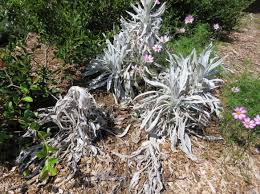 Image result for Moraea bella