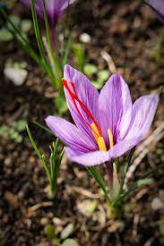 Pin On Growing Saffron