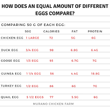 Comparing Different Types Of Eggs Murano Chicken Farm
