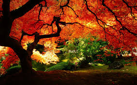Maybe you would like to learn more about one of these? 41 Autumn Leaves Wallpaper Hd On Wallpapersafari