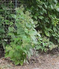 Image result for Chenopodium simplex