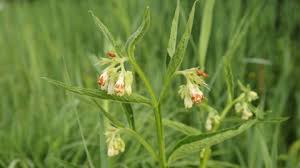 Check spelling or type a new query. Common Comfrey The Wildlife Trusts