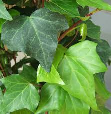 オカメヅタ10号 観葉植物販売のアンジェリック