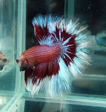 Yes, the betta fish or siamese fighting fish is a freshwater tropical fish that does grow as it becomes older. How Much Is A Betta Fish At Walmart