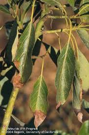 Salts in the water and in fertilizer build up over time. Topics In Subtropics Agriculture And Natural Resources Blogs