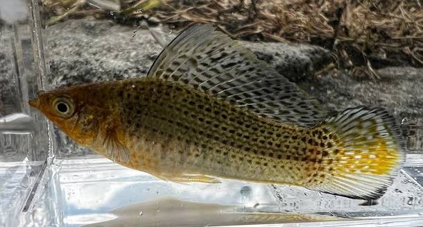 Sailfin molly - Wikipedia