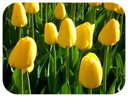 Give them the care they need to extend their spring display and they'll keep remove spent flowers on tulips and hyacinths you plan to keep so the energy is directed back into the bulbs instead of setting seeds. Tulip Lemonade X 100 Yellow Tulips Spring Flowering Bulbs Flowering Guarantee By Plug Plants Express Limited Buy Online In Grenada At Grenada Desertcart Com Productid 157259159