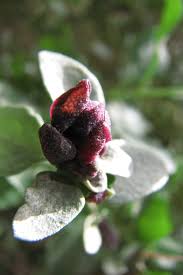 Image result for Atriplex halimus