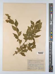 Image result for Erythrococca