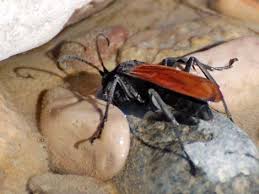 This is a tarantula hawk, a wasp native to southern arizona. Wildlife Around Las Vegas Tarantula Hawk Pepsis Spp