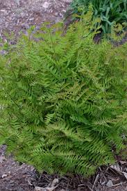Image result for Osmunda regalis