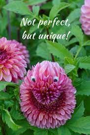Love This Little Fellow We Found In Our Flowerfields This Summer He Was Caught By His Uniqueness Quotes Quoteoftheday Q Flower Farm Unique Flowers Dahlia