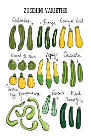 We did not find results for: Ingredient Spotlight Zucchini