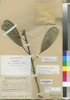 Image result for Ficus pseudomangifera