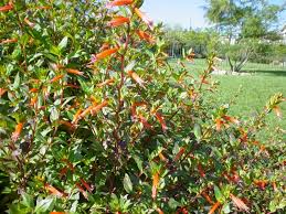 Image result for Cuphea micropetala
