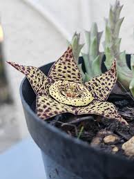 Image result for Orbea maculata