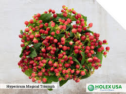 They can easily be incorporated most designs, providing texture to bouquets, centerpieces and more. Holex Usa The Hypericum From The Magical Series Is Truly Impressive With Their Large Berries And Bright Colors Take This Variety Of Magical Triumph For Example By Adding This Hypericum Variety