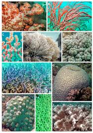 Image result for Selago lacunosa