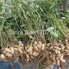 Image result for Arachis hypogaea