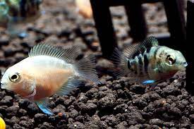 Apr 07, 2021 · top 12 eclectus parrot names. How To Keep The Mini Blue Parrot Fish
