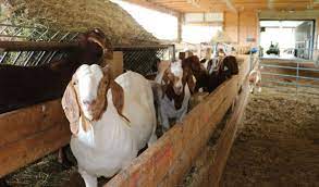 / woman slaughters and butchers a snake. Some Immigrants In New York Prefer To Slaughter Animals Themselves There S A Farm That Wants To Help