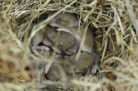 I saw it moving so i went down to the garden armed with. Mouse Facts How Many Baby Mice Are In A Litter