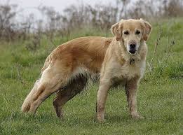 Pictures Of Some Of Our Happy Doggy Guests Labrador Dog Dog Pictures Doggy
