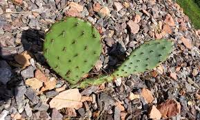 Check out our buy cactus online selection for the very best in unique or custom, handmade pieces from our shops. Mikesmode Blog M Hector
