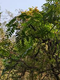 Image result for Toona ciliata