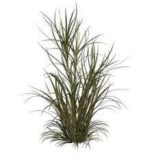 Desert Grass Png Google Search