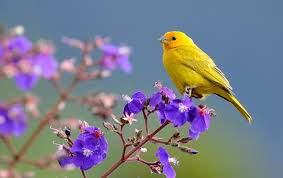 Saffron Finch Sicalis Flaveola Bird Purple Bird Yellow Bird