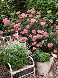 Image result for Hydrangea arborescens Pink Anabelle