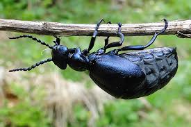 Olkafer Schmarotzen Im Wildbienennest Nabu Schleswig Holstein