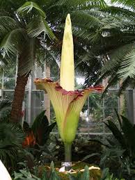 Corpse Flower Geeky Girl Engineer