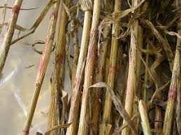 Fusarium Culmorum ile ilgili gÃ¶rsel sonucu