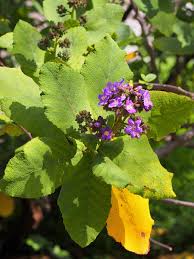 Image result for Wigandia urens