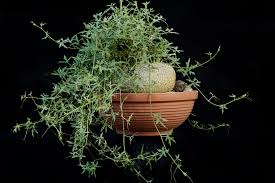 Image result for Kedrostis crassirostrata