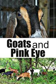 Pin On Raising Goats
