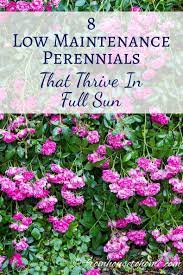 Discover 101 perennials that like the sun. Full Sun Perennials 17 Low Maintenance Plants That Thrive In Sun Gardening From House To Home Full Sun Perennials Full Sun Garden Perennials