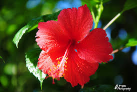 Merah jambu hibiscus, bunga yang tumbuh dalam iklim yang hangat. Malaysia Group 1