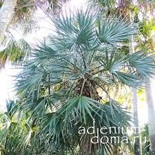 Image result for Nannorrhops ritchieana