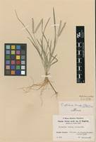 Image result for Eleusine africana