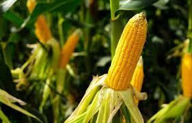 185 фраз в 36 тематиках. Cultivation Of Maize Step By Step Method Explained